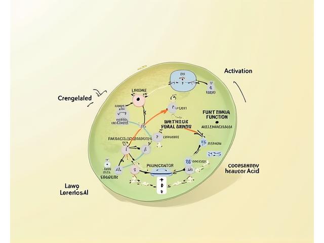 肌細胞内の遺伝子発現制御メカニズムを分子レベルで示す詳細図。バリア機能や炎症抑制経路に関する具体的な図解。